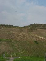 graach